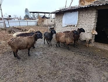 Кошки: Продаю | Овца (самка) | Для разведения | Матка — 3