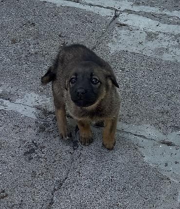 сөөл жан: Щенок, девочка, отдадим даром с доставкой, предположительно метис — 3