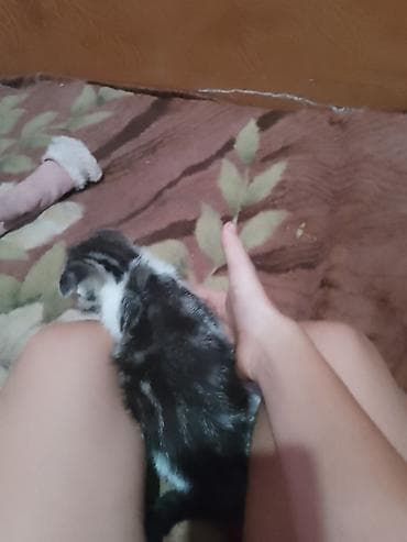 Скотиш Страйт (Шотландская прямоухая), 1 месяц, Девочка, Приучена к лотку — 3