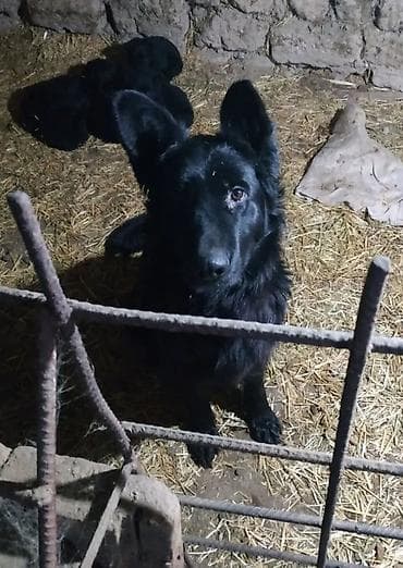 Продажа собак: Немецкая овчарка, 1 месяц, Самец, С прививкой, С родословной — 8