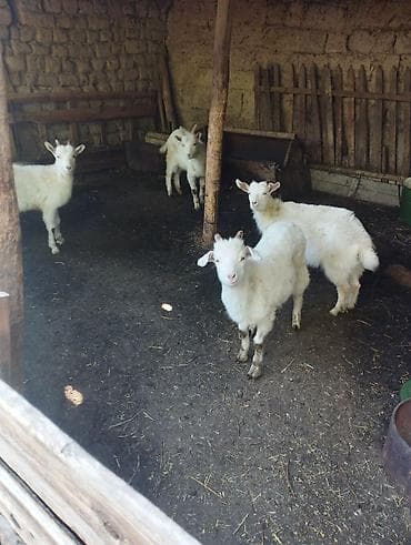 коза молочный: Продаю | Козлёнок | Для разведения — 2
