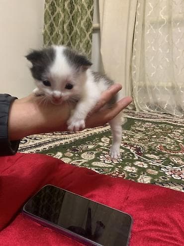 1 месяц, Мальчик, Проглистована, С прививками