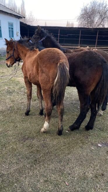 отдам даром охотничью собаку: Продаю | Жеребенок | Для разведения — 2
