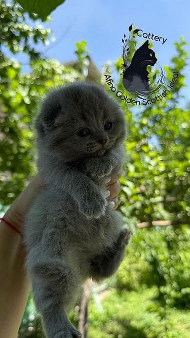 сибирские кошки: Скотиш Фолд (Шотландская вислоухая), 1 месяц, Мальчик, Голубой, Приучена к лотку — 5