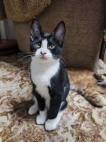 мейкун котята: Мейн-кун, 3 месяца, Девочка, Черепаховый, Приучена к лотку, Проглистована — 3