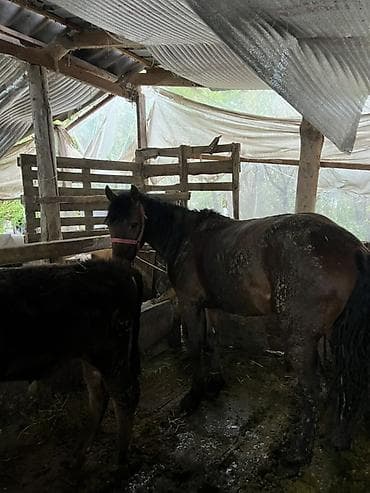 собаки бишкек купить: Продаю | Жеребец | Дончак | Для разведения — 9