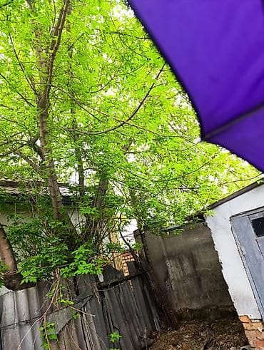 навоз даром: Отдам большое дерево. Его надо спилить — 2