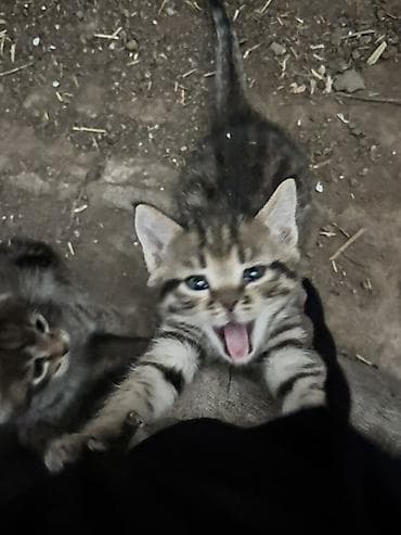 Котята, полосатые - Окрас: классический тигровый — теплые коричневые — 4