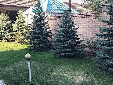 дерево бансай: ️️️извиняюсь заранее если не по теме ️️️ продаём голубые ели разных — 1