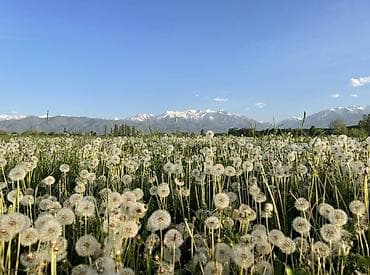 Продажа участков: 8 соток, Для строительства, Красная книга, Договор купли-продажи — 6