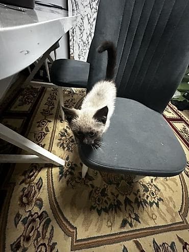 пушистая сиамская кошка: Котёнок с сиамским окрасом (поинтовый): светлый корпус, тёмные ушки — 3