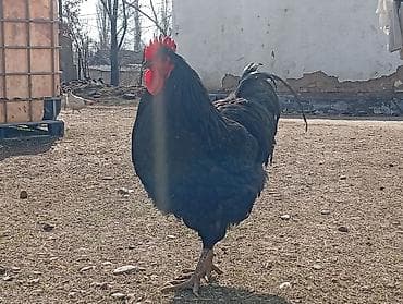 черный петух: Продаю | Петух | Для разведения — 2