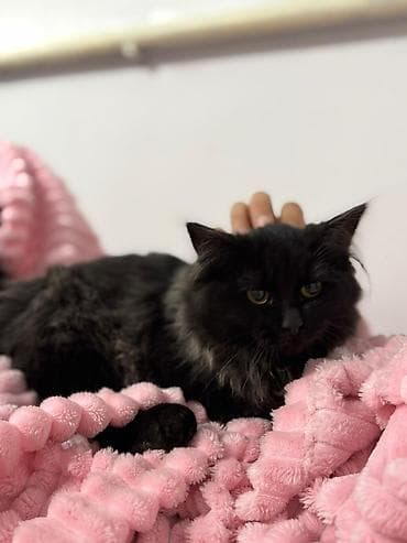 scottish fold: Отдам даром котёнка в хорошие и заботливые руки 🐾 Возраст 6 месяцев — 2
