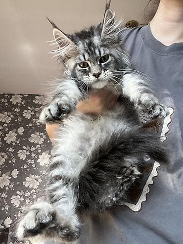 кошка продаётся: Мощные котята Мейн Куна с полным пакетом документов подтверждающие — 5