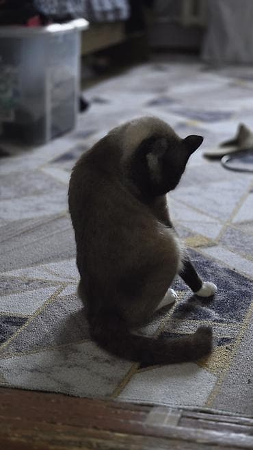 куда можно отдать кошку: Кошка даром: Сиамская, 2 года, Мальчик — 2