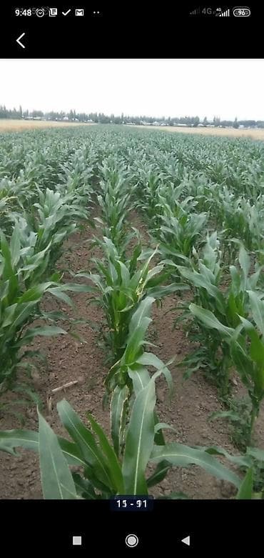 Жугору урук будан Манас чуй 62 октябр Ала тоо at lalafo.kg Жугору урук будан Манас чуй 62 октябр Ала тоо