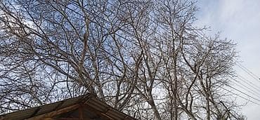 мешки для картошки: Жаңгак — 6