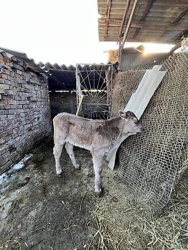 теляти: Продаю | Музоо, торпок | Полукровка | Для разведения | Искусственник — 7