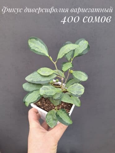 живые растения в аквариум купить: Комнатные растения, цветы (молодые растения, взрослые экземпляры). Не — 5