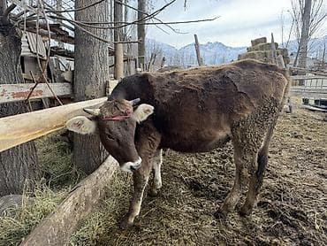 Продаю | Тёлка | На откорм | Племенные