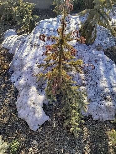 Отун: Көчөттөр дарактардын: Карагайлар, Өзү алып кетүү, Акысыз жеткирүү, Акылуу жеткирүү — 6