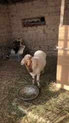 мопсы цена: Продаю | Овца (самка) | Полукровка | На забой, Для разведения — 1