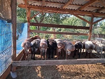 лысые котята: Продаю | Баран (самец) | На забой — 1