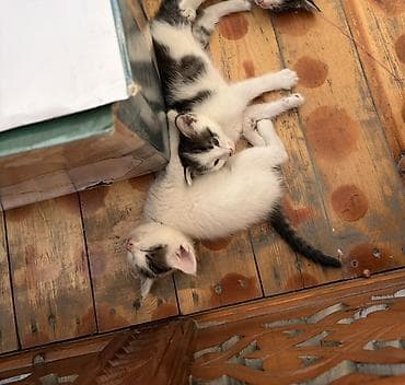 продажа котят: Кошка даром: Беспородная, 1 месяц, Девочка — 1
