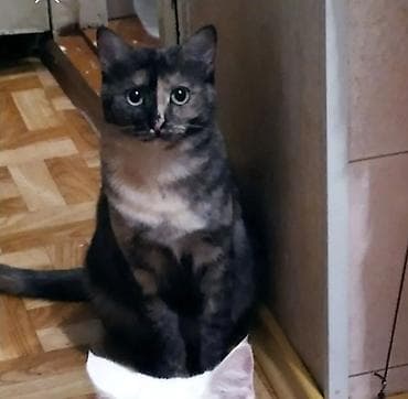Продажа кошек: Скотиш Страйт (Шотландская прямоухая), 2 года, Девочка, Черепаховый, Кастрирована, Приучена к лотку, Проглистована — 3