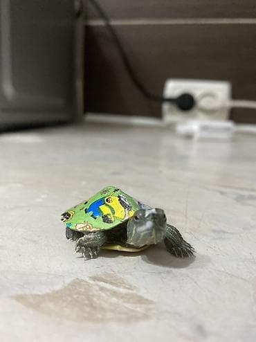 чоп кастра: ‼️СРОЧНО ОТДАМ В ХОРОШИЕ РУКИ‼️ ОТДАЮ ИЗ-ЗА ПЕРЕЕЗДА КРАСНОУХАЯ — 1