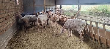 продам мясо: Продаю | Овца (самка), Ягненок, Баран (самец) | На забой — 6