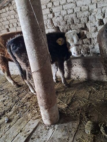 уй жаныбар: Сатам | Бука (эркек) | Аргын | Бордоп семиртүү үчүн | Байланган — 4