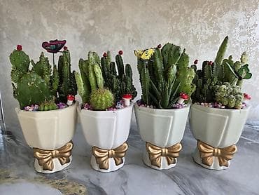кактусы: Суккуленты и композиции из кактусов в керамических кашпо Описание: - — 7