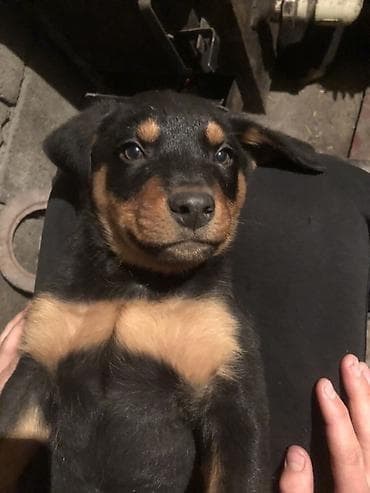 питбуль 1000: Щенки метисы мама овчаркапапа ротвейлервозраст 2 месяца — 1