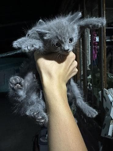 scottish fold: Очаровательные дымчато‑серые британцы - Окрас: ровный серый — 2