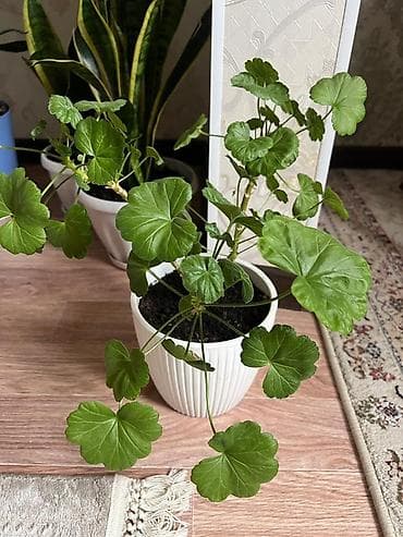 диффенбахия купить: Сансевиерия (Sansevieria trifasciata, «щучий хвост», «тёщин язык») в — 5