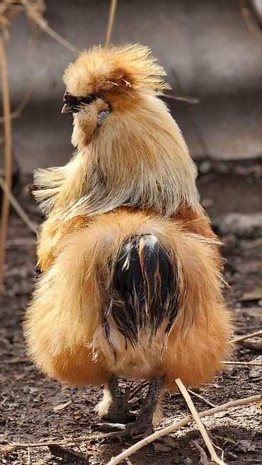 шотландская вислоухая кошка черная: Продаю | Куры, Петух — 4