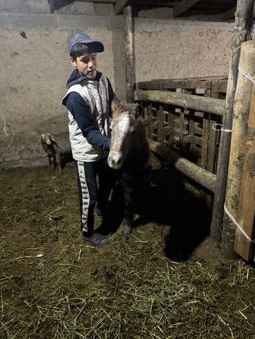 домашние птицы: Продаю | Жеребенок | Для разведения — 2