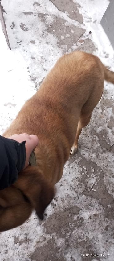 шенки овчарка: Собака даром: Амстафф, 2 года, Самец, С прививкой — 3