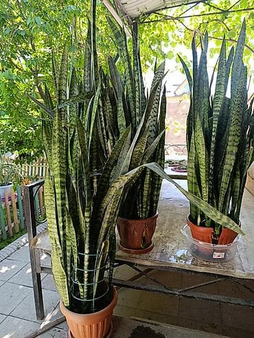 Сансевиерия (Щучий хвост, Sansevieria trifasciata) в горшках, крупные