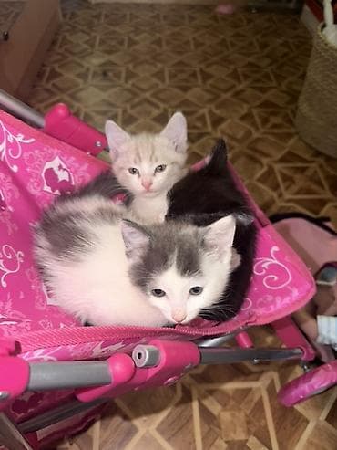 кошки сфинксы: Отдам котят в добрые руки ❤️ Котята домашние, окрас на выбор: - — 4