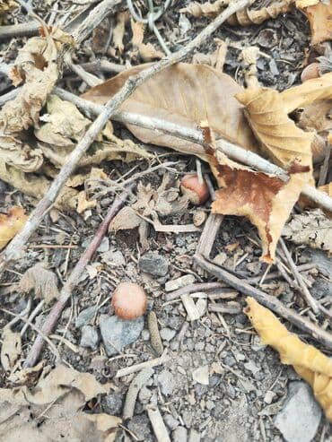 орех лес: Саженцы фундука однолетки 500сом — 2