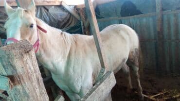 домик для животных: Продаю | Конь (самец) | На забой | Племенные — 4