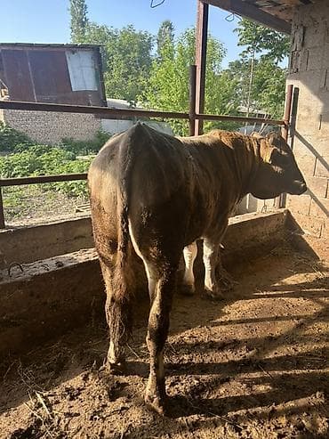 кен булун: Сатам | Бука (эркек) | Бордоп семиртүү үчүн | Асыл тукумдуу — 3