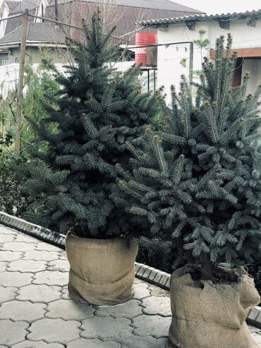 Продаются елки🌿🌲 От 60 до 160см. С хорошим комом. Идеально подойдет