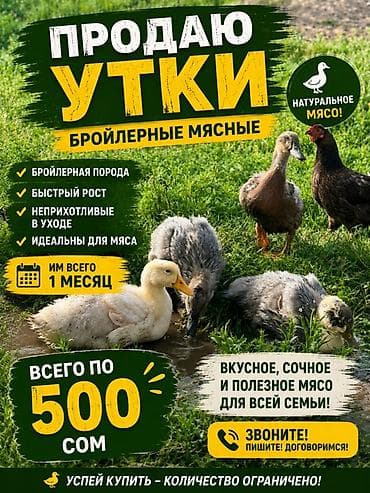 тай бээ: Бройлерные мясные утки - Возраст: 1 месяц - Порода: бройлерная — 1