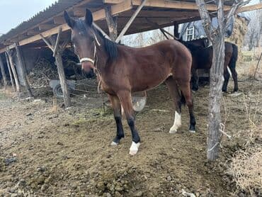 продам бу оборудование для птицефабрики: Продаю | Жеребенок | Рабочий | Племенные — 1