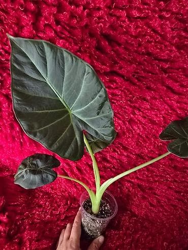 Ароидное комнатное растение Alocasia (вариететная форма)