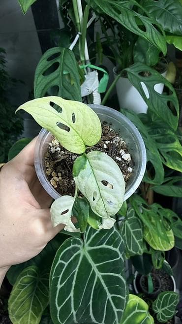 фикус лировидный: Монстера адансони вариегатная (Monstera adansonii variegata) — 2