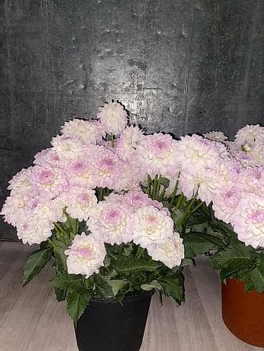 цветы отдам даром: Георгины ( Эвелинки) — 5